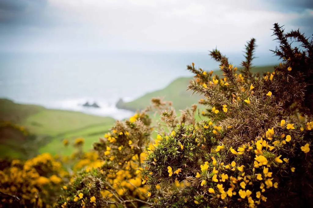 Soar Mill Cove Hotel 4*